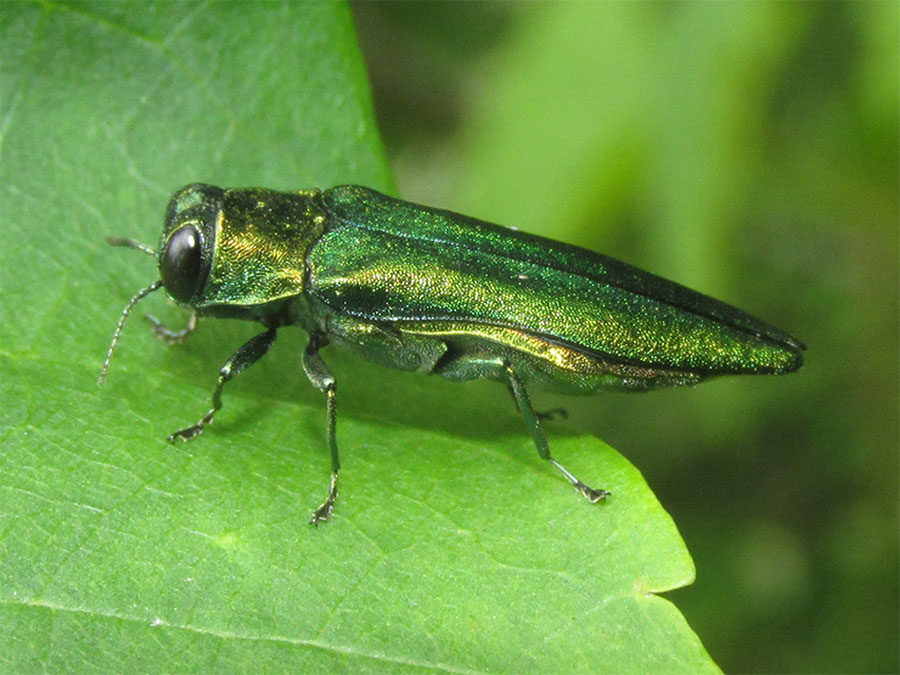 Emerald Ash Borer