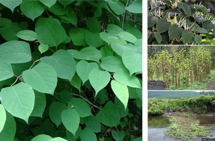 Japanese Knotweed
