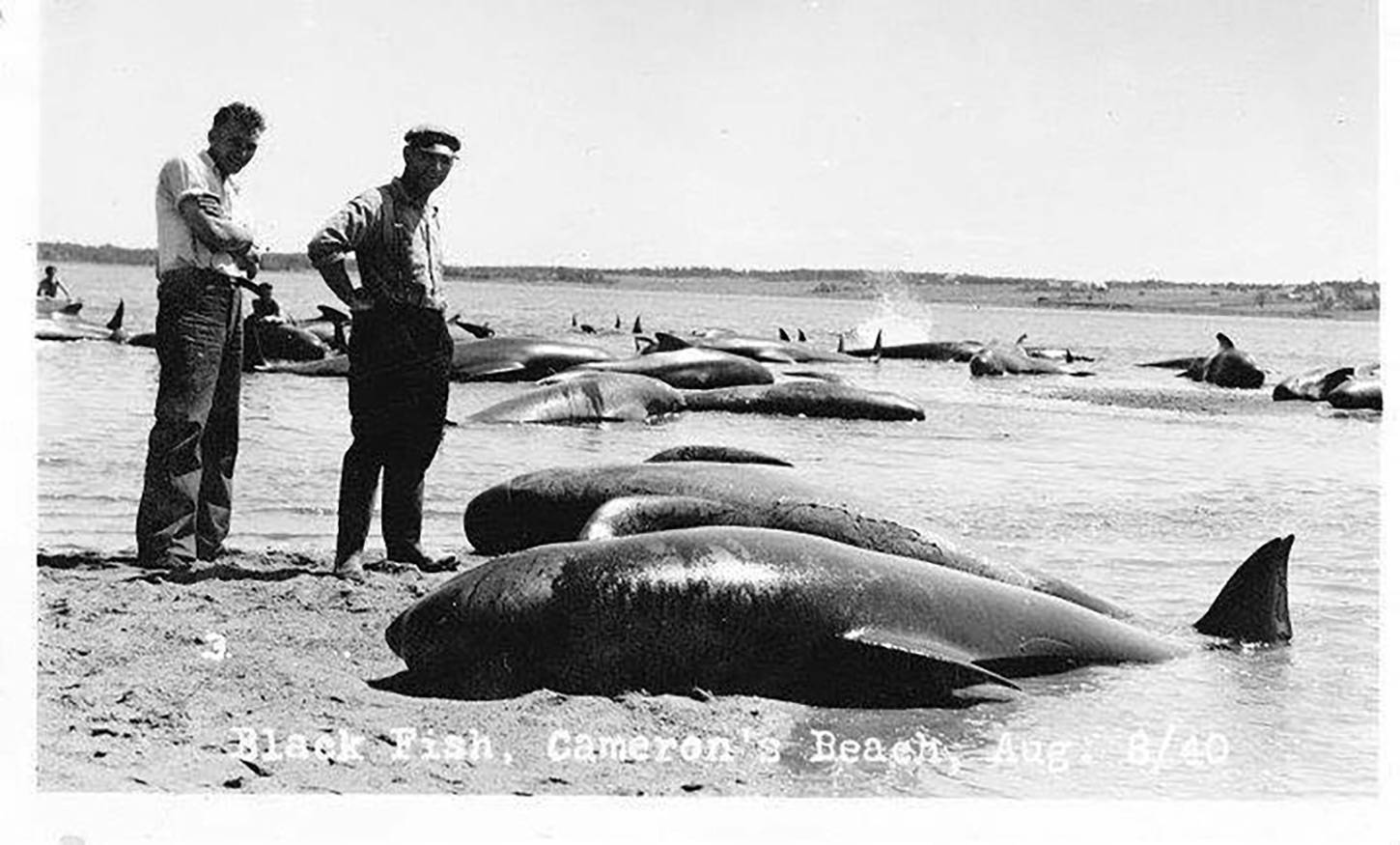 Balck Fish, Ceron's Beach, 1940